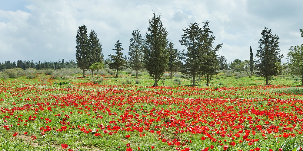 מסתכלים קדימה: התכנון האסטרטגי והשיקום שצפויים לנגב המערבי